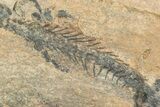 Three Discosauriscus (Permian Reptiliomorph) With Pos/Neg Split #125592-6